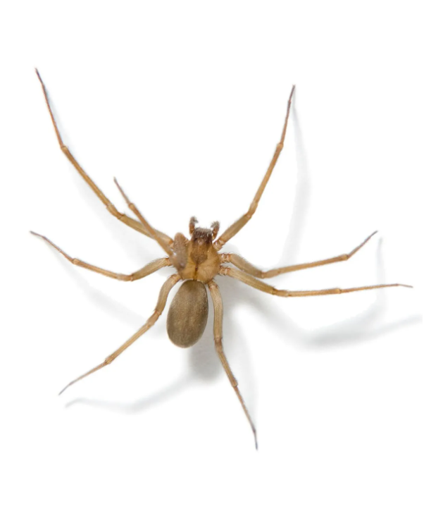 Close-up of Brown Recluse spider showing light brown coloration and fiddleback pattern